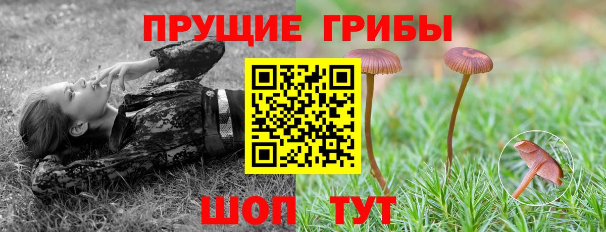 Галлюциногенные грибы Psilocybine cubensis  Псилоцибиновые грибы мицелий  Майкоп  Вход с VPN 
